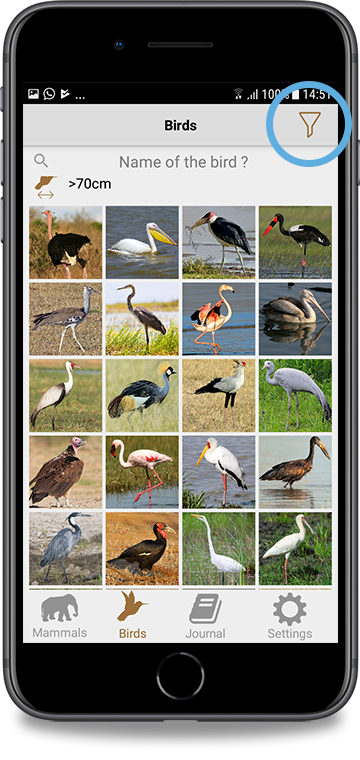 Overview birds