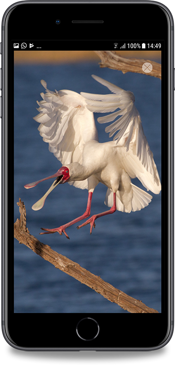 Large photograph of an African Spoonbill